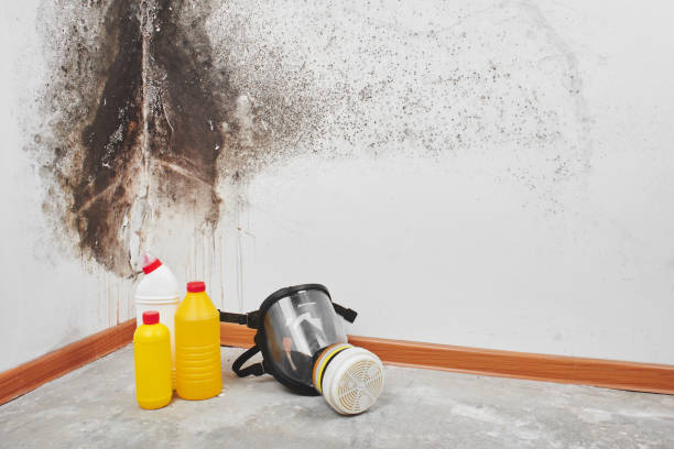 Best Crawl Space Mold Remediation in Atasdero, CA