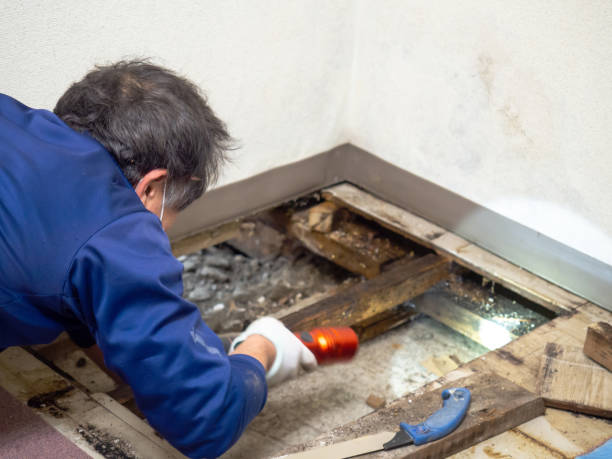 Best White Mold Remediation in Atasdero, CA