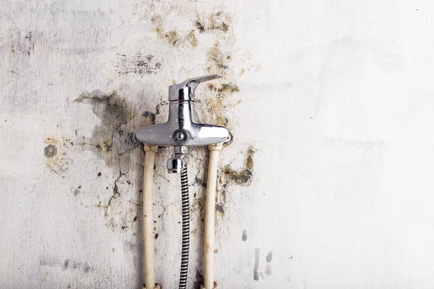 Best Industrial Mold Remediation in Atasdero, CA