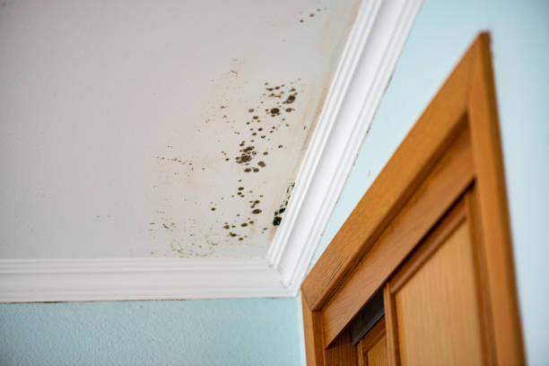 Best Preventive Mold Services in Atasdero, CA