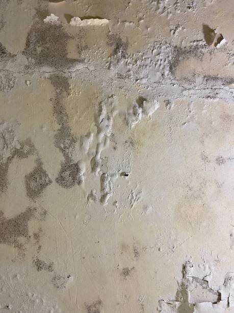 Best Emergency Mold Remediation in Atasdero, CA