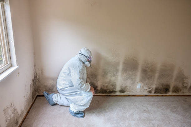 Atascadero, CA Mold Remediation Company