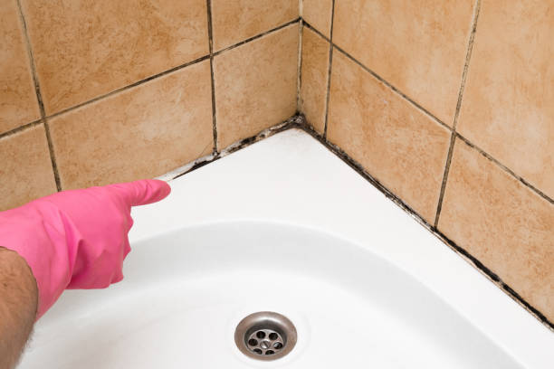 Best Residential Mold Remediation in Atasdero, CA